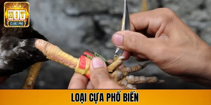 cách lên cựa gà hitclub